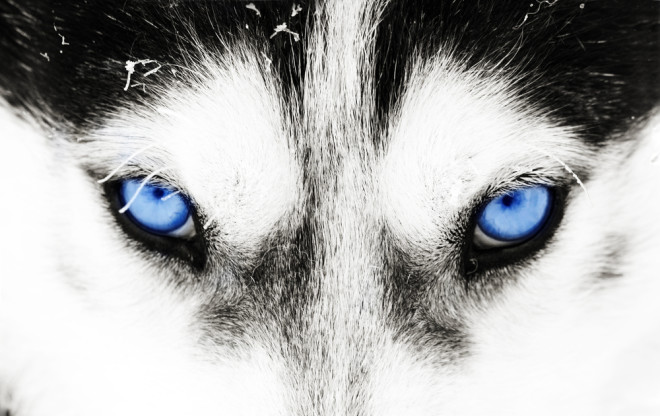 do dogs with blue eyes have vision problems