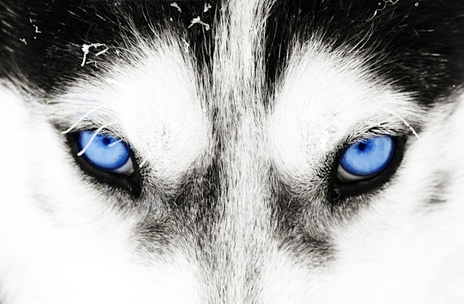 Genetic Testing Reveals Why Huskies Have Blue Eyes Discover Magazine Genetic Testing Reveals Why Huskies Have Blue Eyes Discover Magazine