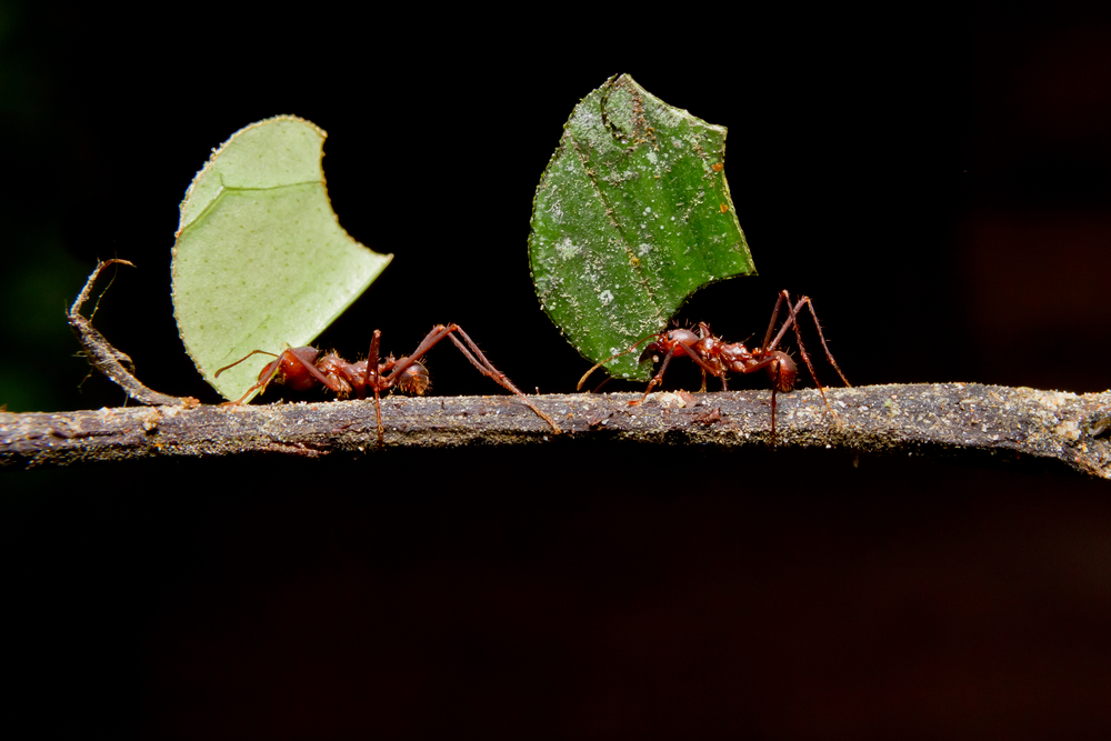 What Ants Can Teach Humans about Farming | Discover Magazine