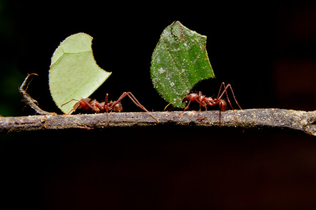 The Ant-Driven Landscape