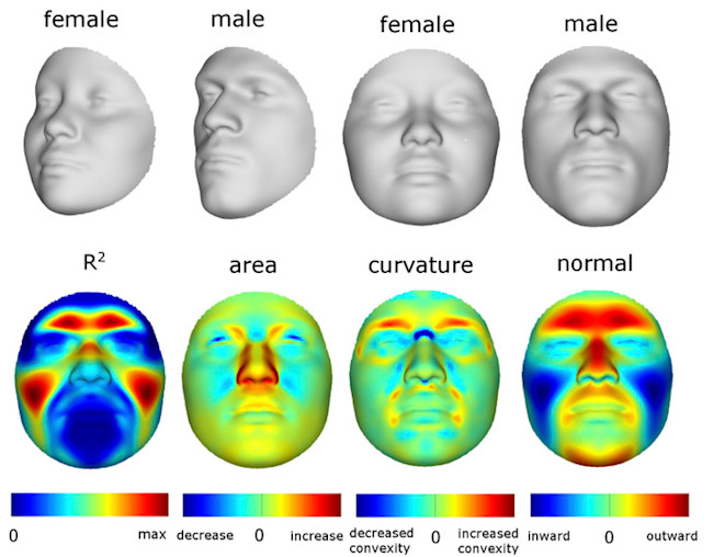Male-Female-comparison-1.jpg