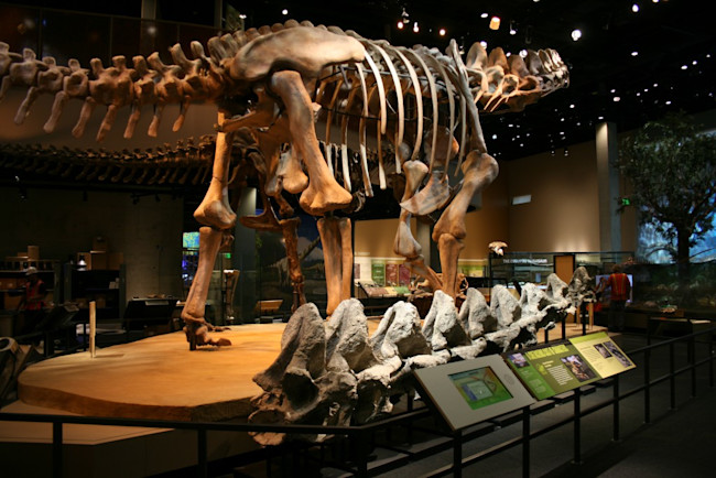 Remember the Alamosaurus Discover Magazine