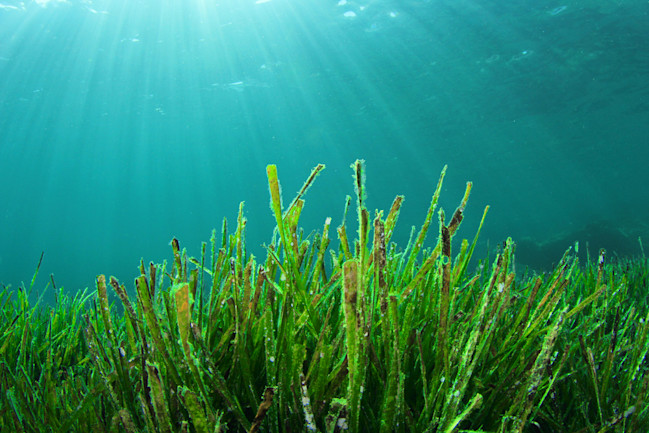 Deep Water Seagrass Meadows Are Untapped Carbon Sinks | Discover Magazine