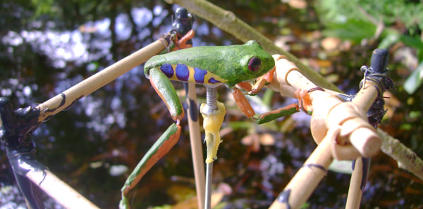 Robofrog.jpg