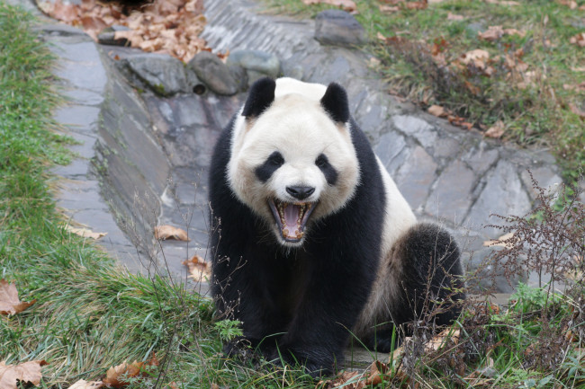 Panda yawning 