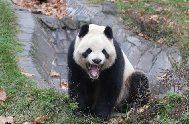 Panda yawning 