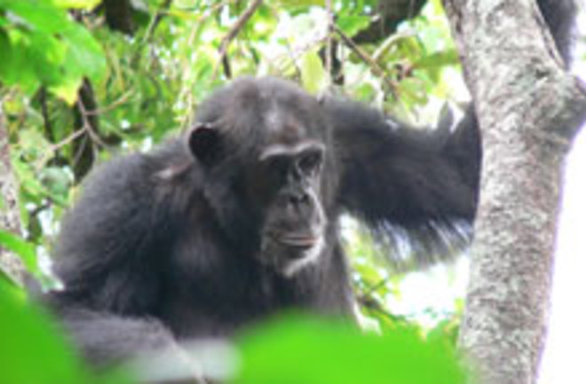 chimpanzeeweb.jpg