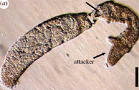 Flatworm.jpg