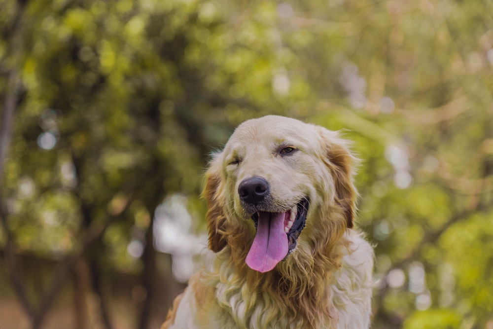 Dogs May Unknowingly Mimic Blinking to Bond With Each Other