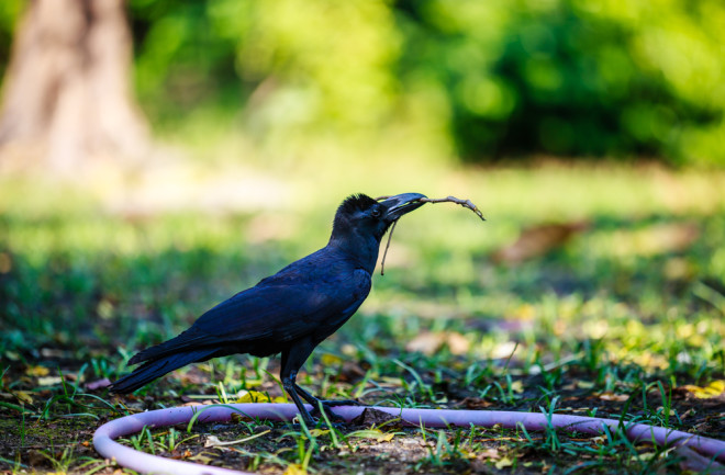 Crow building a nest