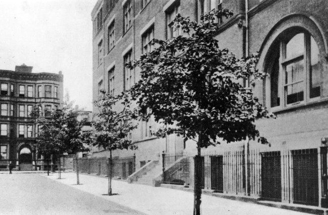 New York City tree planting