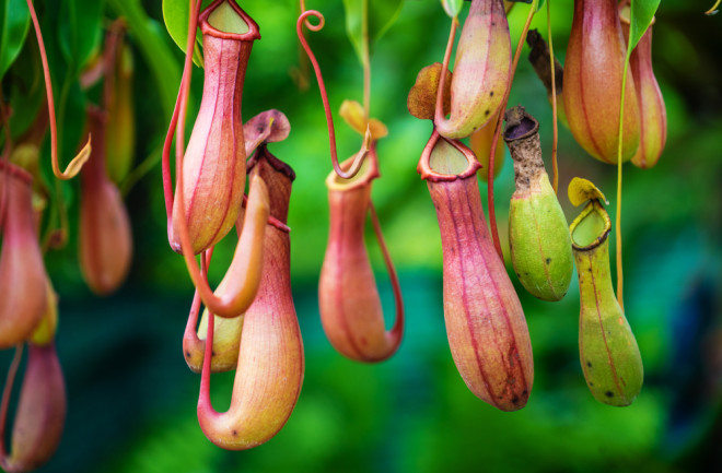 Pitcher plants