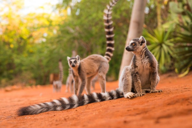 lemurs-1024x684.jpg