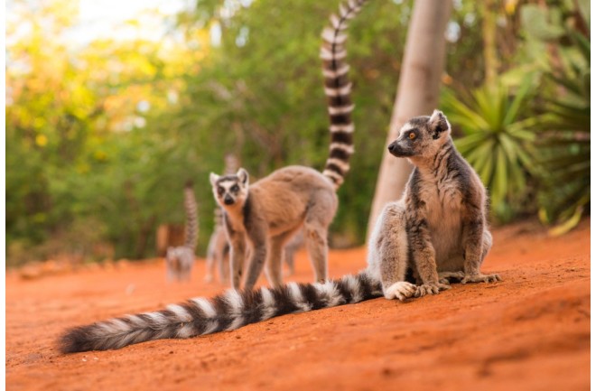 lemurs-1024x684.jpg