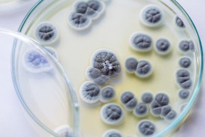 Fungi-300x200.jpg