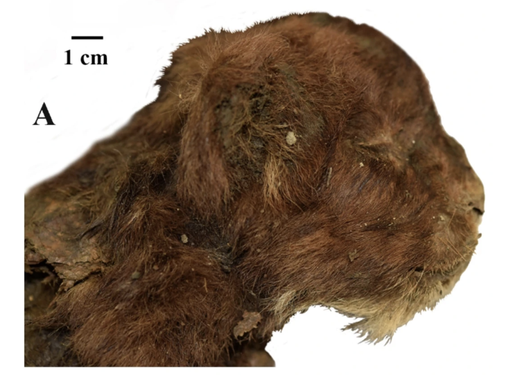 Rare Mummified Saber-Tooth Cat Cub Found in Siberia Still Has Fur