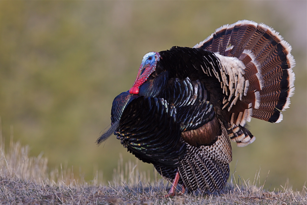 Wild Turkey Tail Feather Stock Photo - Download Image Now