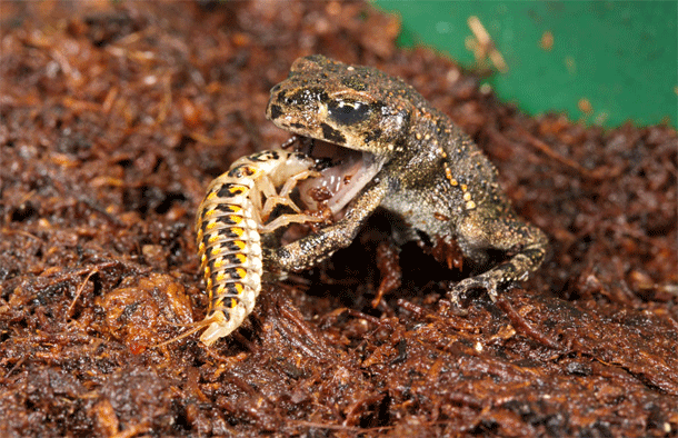 larva-versus-toad.gif
