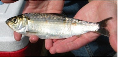 alewife400.jpg