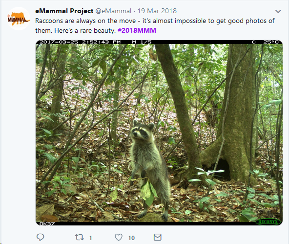 mammal1.png