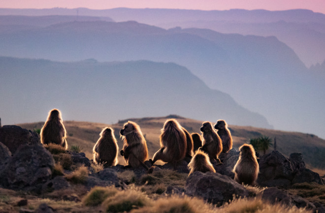 Baboons