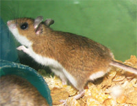 Deer_mouse.jpg