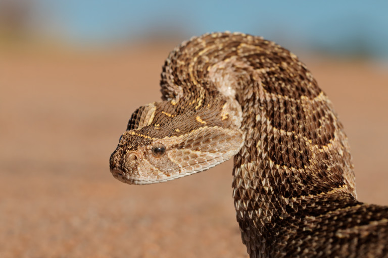 These Lab-Grown Snake Organoids Produce Real Venom