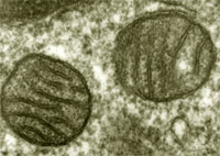 Mitochondria.jpg