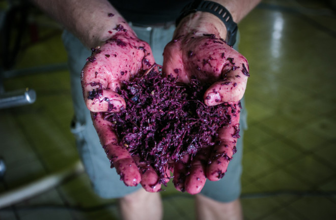 Close up of red wine mash in the hands of a wine maker 
