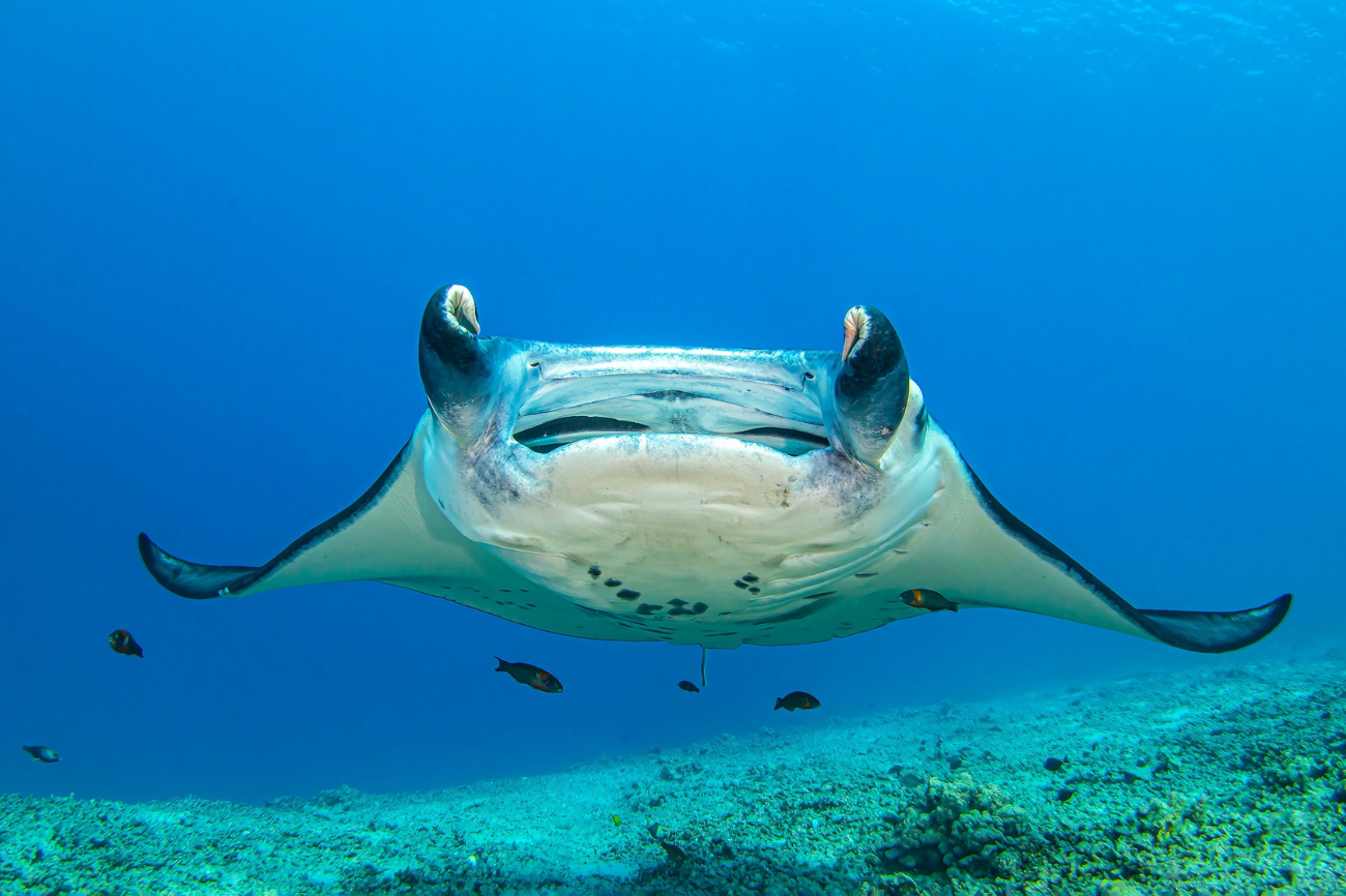 Scientists Are Learning Fascinating Things About The Manta Rays In