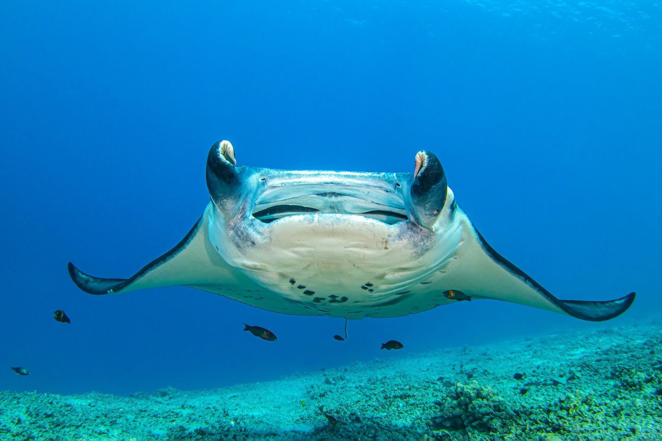 How Big Are Manta Rays