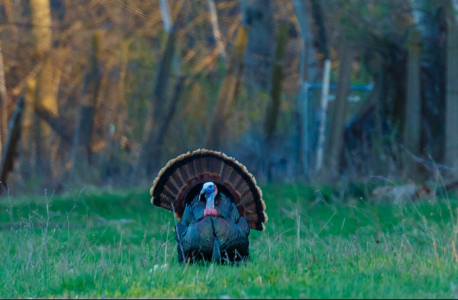 Male Turkey - Shutterstock