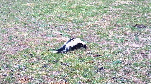lonely-skunk.jpg