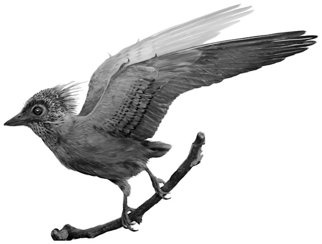 Confuciusornis - Commons