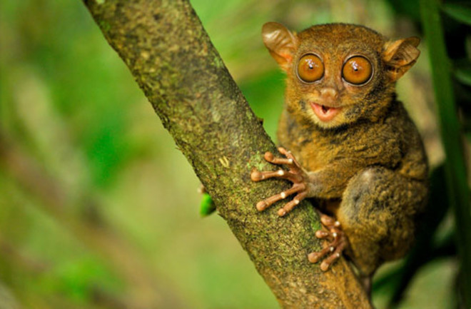 tarsier.jpg