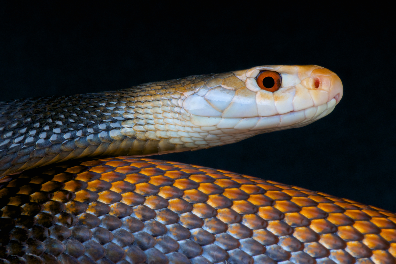 Yes, Snakes Can Hear Sound | Discover Magazine