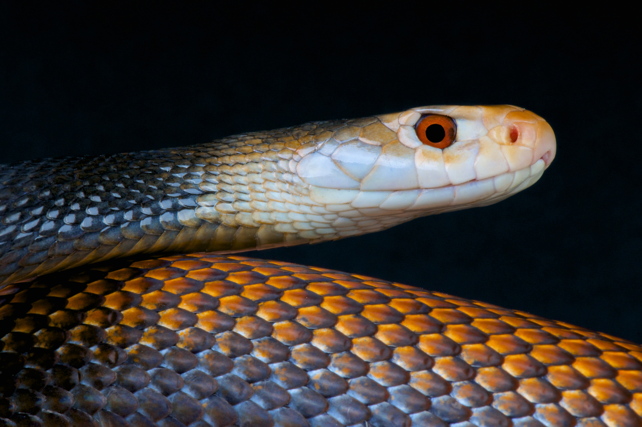 Oui, les serpents peuvent entendre le son