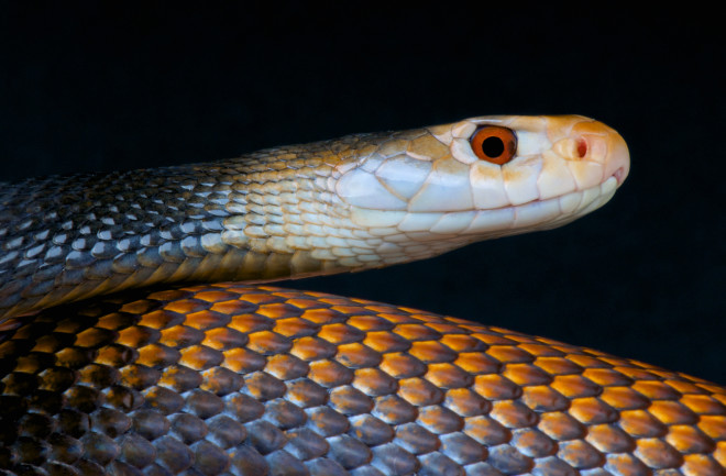 Taipan