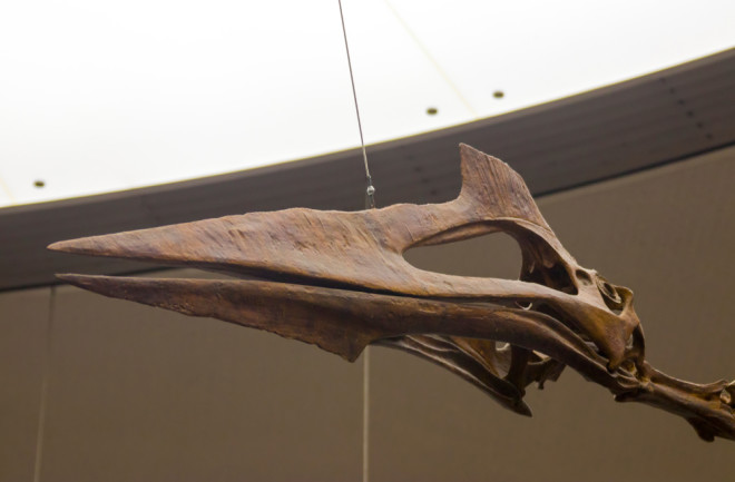 Quetzalcoatlus northropi fossil in Naturmuseum Senckenberg
