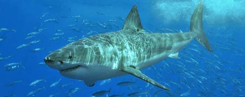 White_shark.jpg