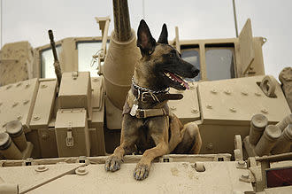 330px-Belgian_Shepherd_Malinois_on_top_of_tank.jpg