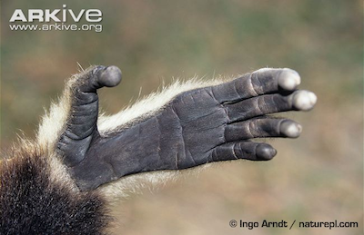 gibbonhand400.png