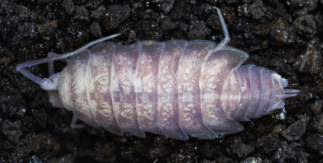 Hawaiioscia_rapui_nsp.jpg