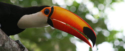 Toco_toucan.jpg