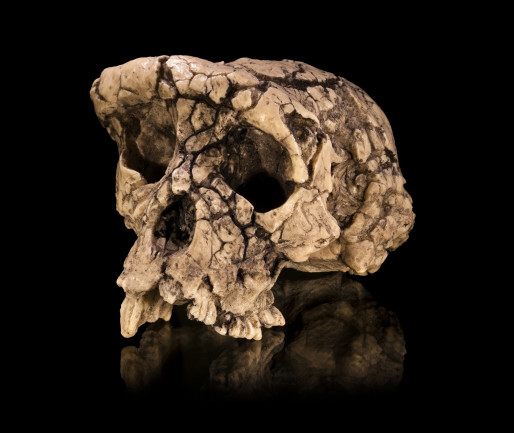 Sahelanthropus tchadensis Skull