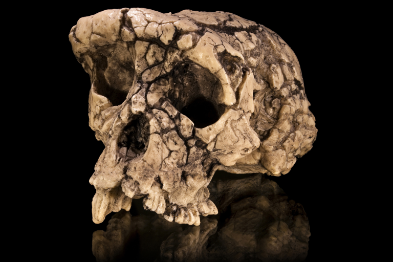 5 Skulls That Shook Up the Story of Human Evolution