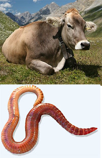 Cow_Worm.jpg