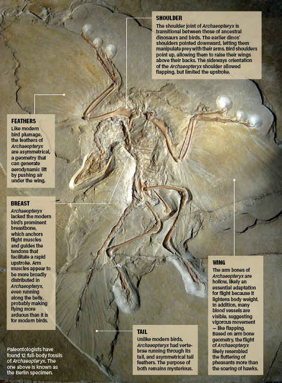 Archaeopteryx Diagram