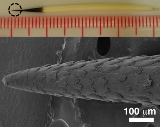 Porcupine Quills Inspire Better Needles For Medical Devices