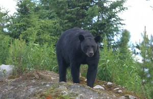 Are bears really attracted to menstruating women? | Discover Magazine